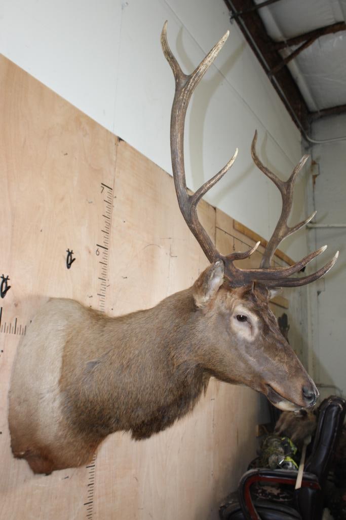 10-Point ELK Shoulder Mount - 2