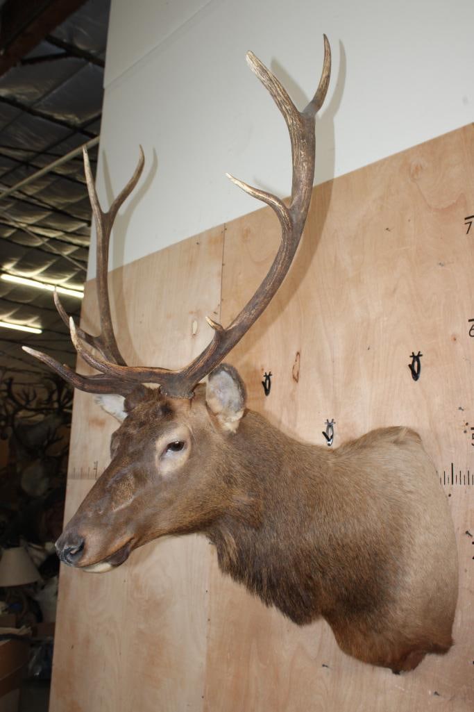 10-Point ELK Shoulder Mount - 3