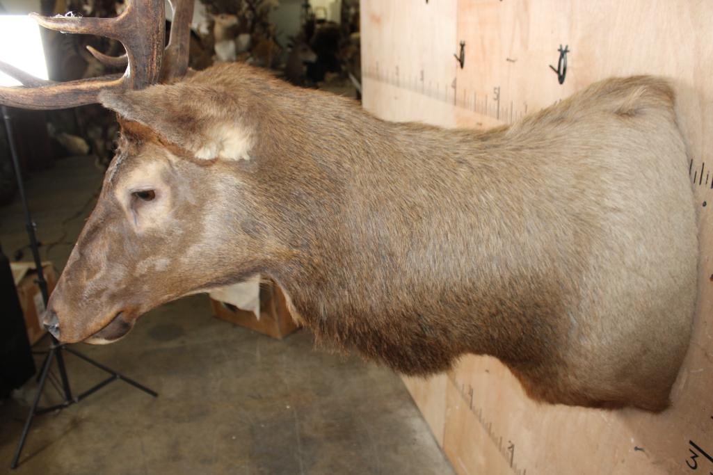 10-Point ELK Shoulder Mount - 4