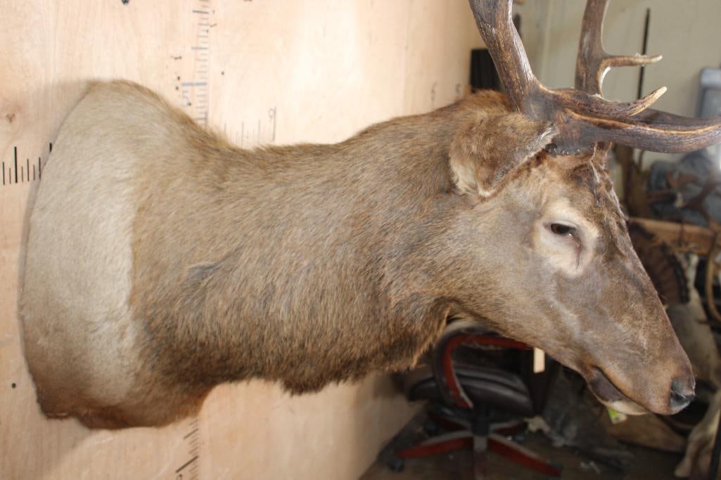 10-Point ELK Shoulder Mount - 5