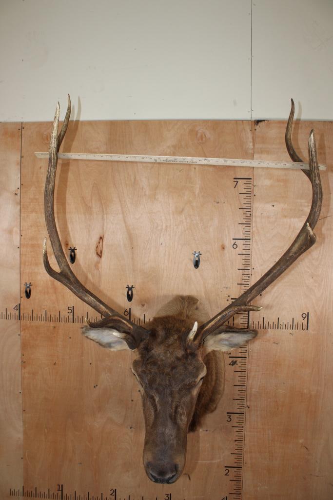 10-Point ELK Shoulder Mount - 6