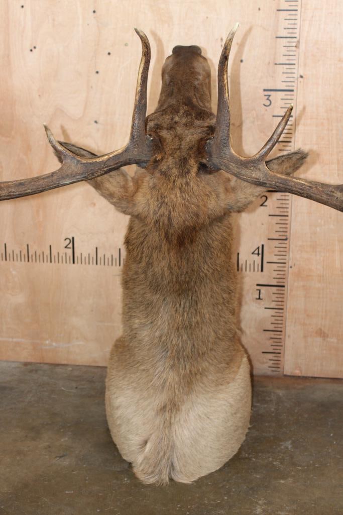 10-Point ELK Shoulder Mount - 7