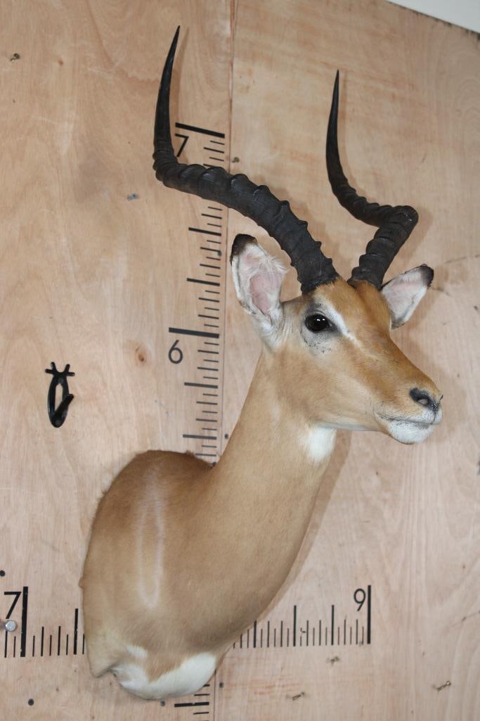 IMPALA Shoulder Mount - 2
