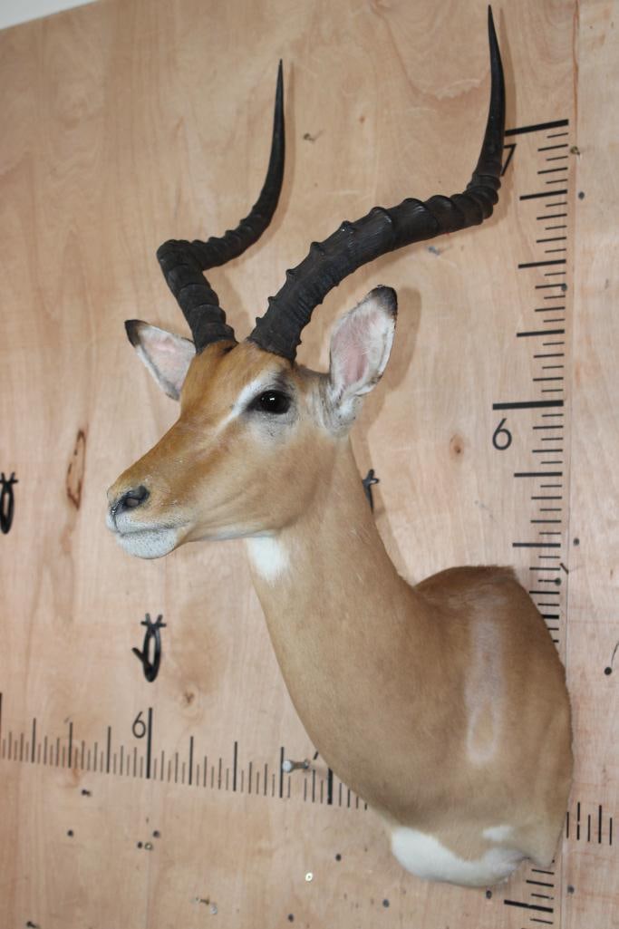 IMPALA Shoulder Mount - 3