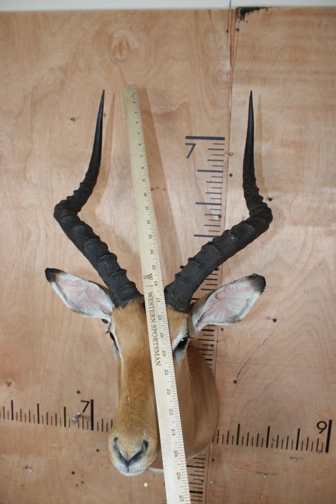 IMPALA Shoulder Mount - 4