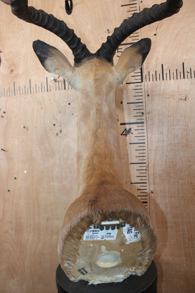 IMPALA Shoulder Mount - 5