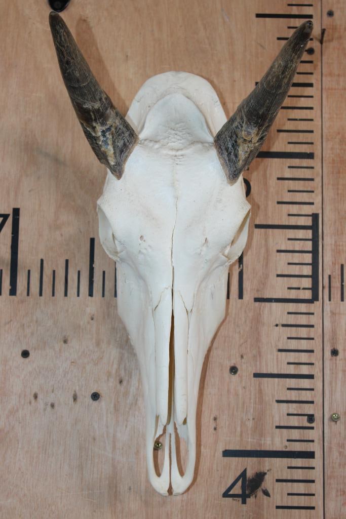 NILGAI Skull with All its Teeth: NILGAI Skull with All its Teeth. The Horns measure 7.25" Long and 7 1/8" Long and it has a hanger for display. TAXIDERMY SKULLS 