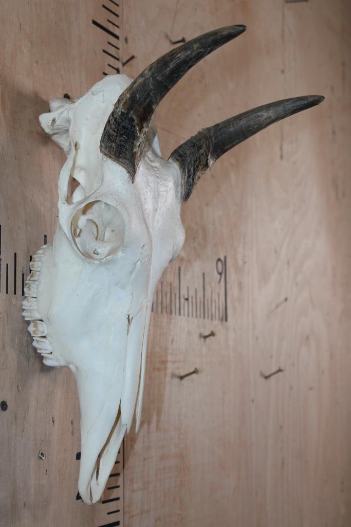 NILGAI Skull with All its Teeth - 2