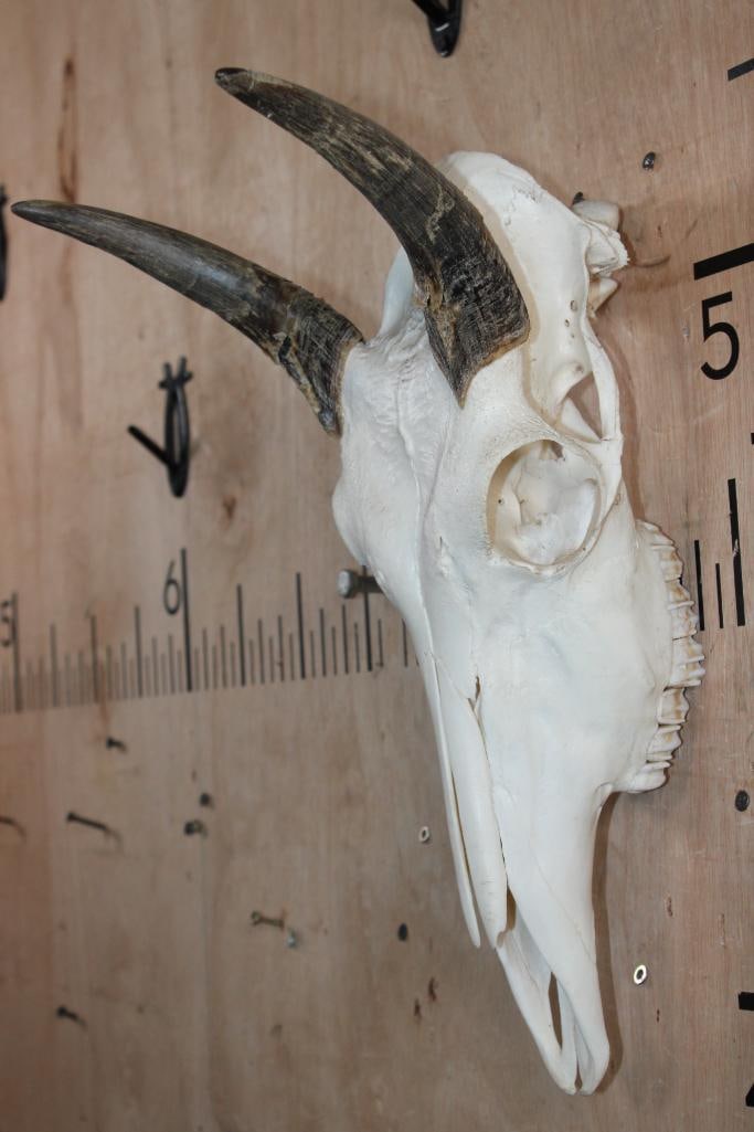 NILGAI Skull with All its Teeth - 3