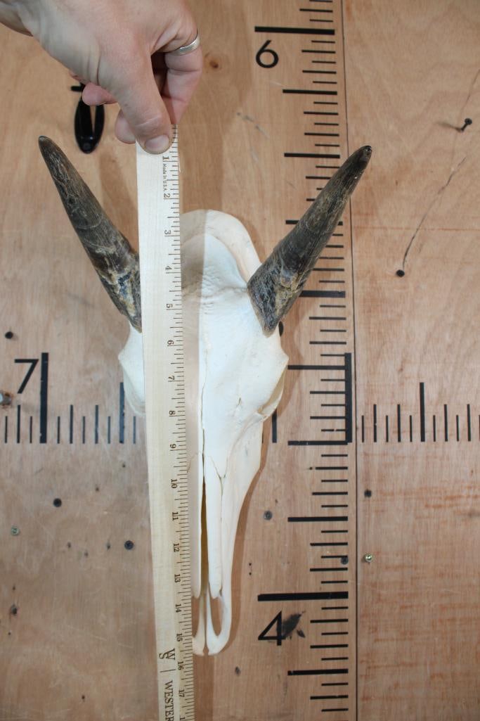 NILGAI Skull with All its Teeth - 4