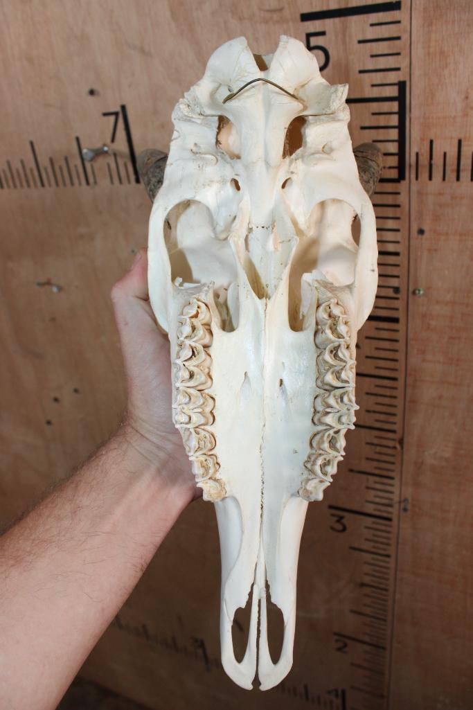 NILGAI Skull with All its Teeth - 5