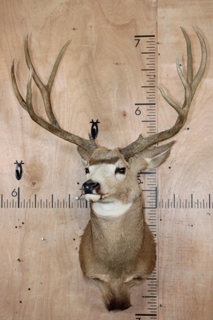 Big 10-Point MULE DEER Shoulder Mount - 2