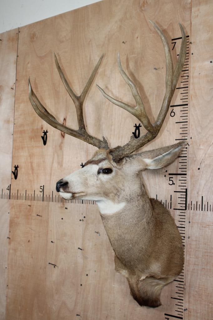 Big 10-Point MULE DEER Shoulder Mount - 3