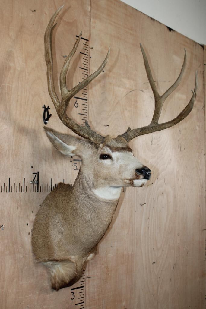 Big 10-Point MULE DEER Shoulder Mount - 4