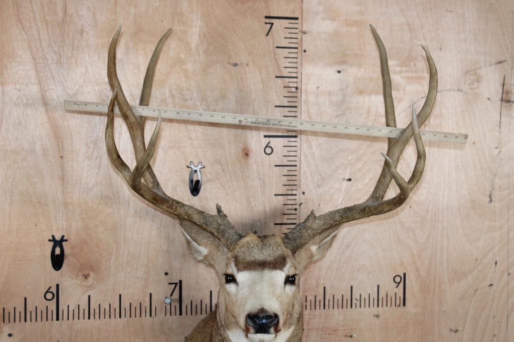Big 10-Point MULE DEER Shoulder Mount - 5