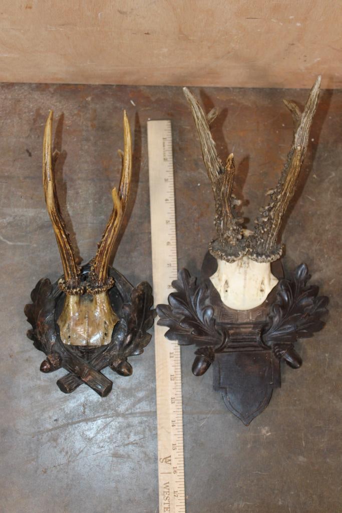 (4) ROE DEER Euro Cut Antler Racks on Skull Caps Mounted on German Style Black Forest Wood Plaques - 2