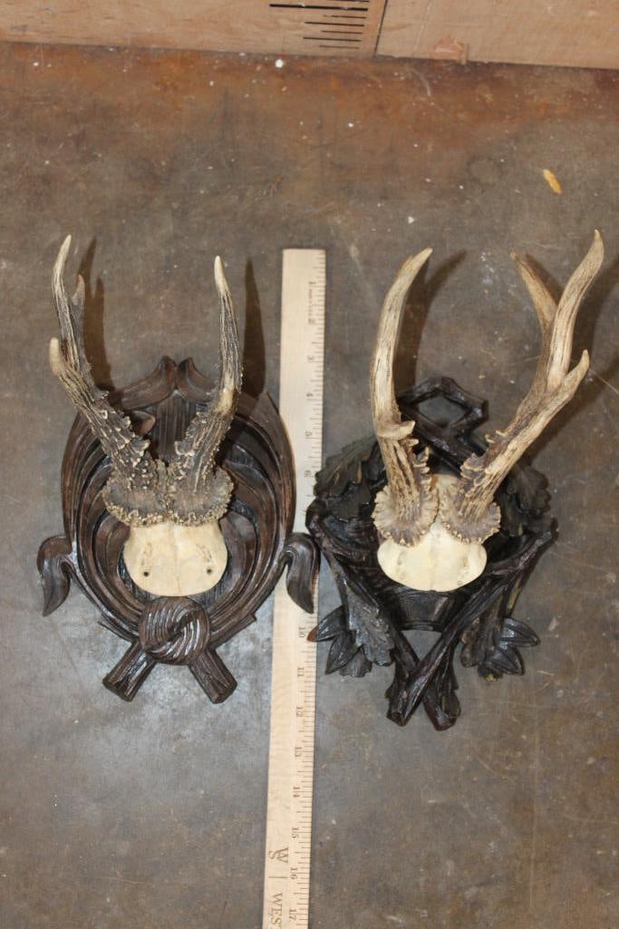 (4) ROE DEER Euro Cut Antler Racks on Skull Caps Mounted on German Style Black Forest Wood Plaques - 3