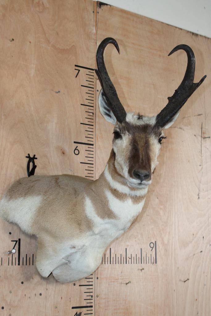 PRONGHORN Wall Pedestal Mount - 2