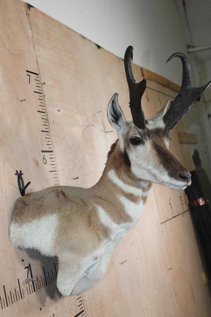 PRONGHORN Wall Pedestal Mount - 3