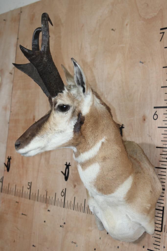 PRONGHORN Wall Pedestal Mount - 4