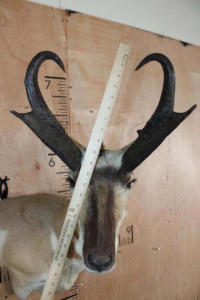 PRONGHORN Wall Pedestal Mount - 5