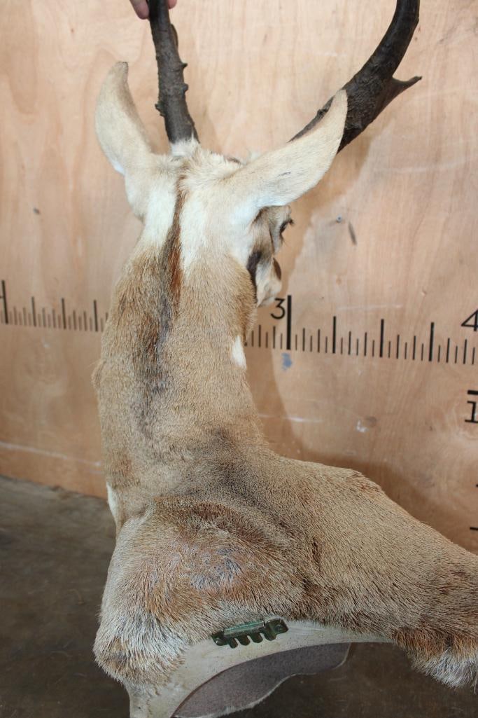 PRONGHORN Wall Pedestal Mount - 6