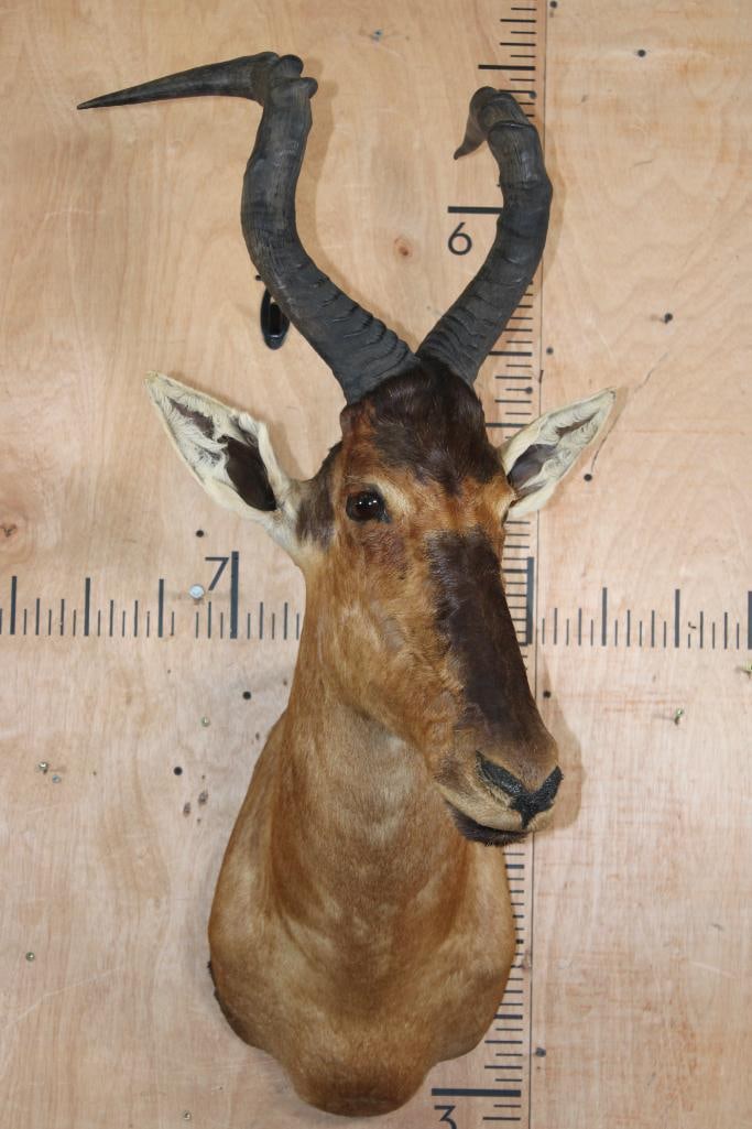 Big RED HARTEBEEST Shoulder Mount - 2