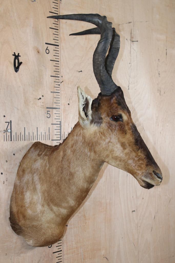 Big RED HARTEBEEST Shoulder Mount - 3