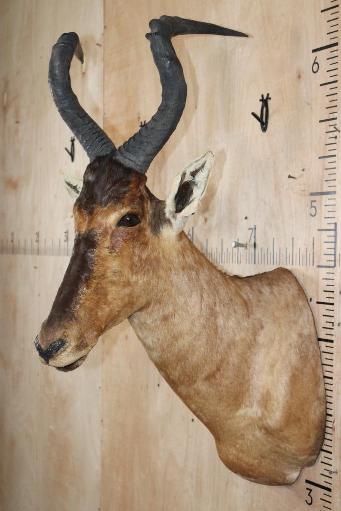 Big RED HARTEBEEST Shoulder Mount - 4