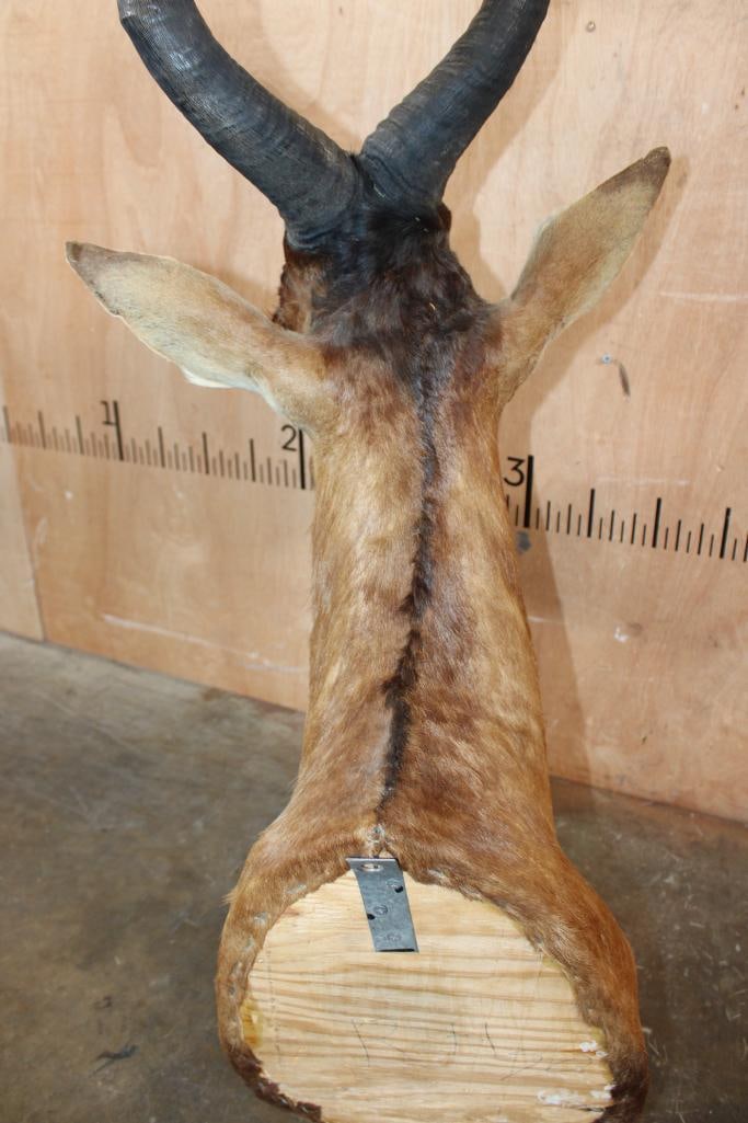 Big RED HARTEBEEST Shoulder Mount - 6