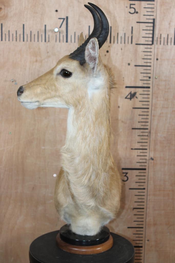 MOUNTAIN REEDBUCK Table Pedestal Mount - 2