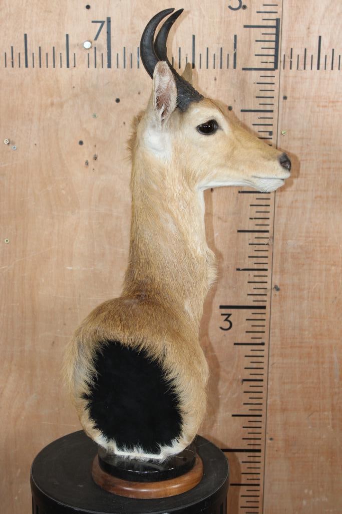 MOUNTAIN REEDBUCK Table Pedestal Mount - 3