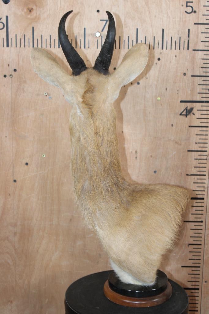 MOUNTAIN REEDBUCK Table Pedestal Mount - 4