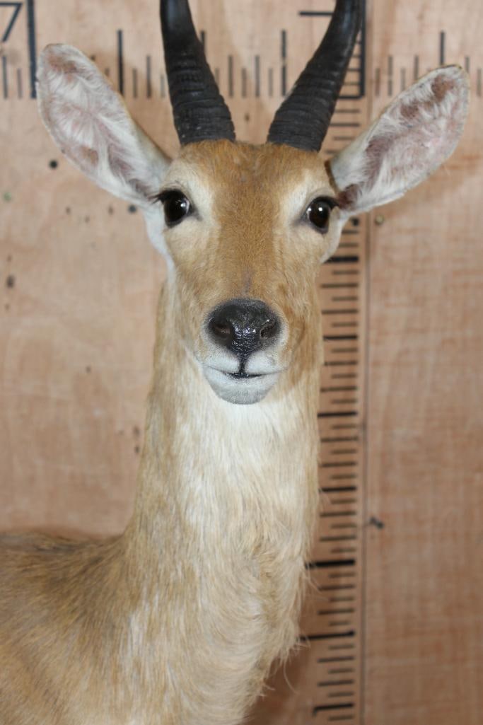 MOUNTAIN REEDBUCK Table Pedestal Mount - 5