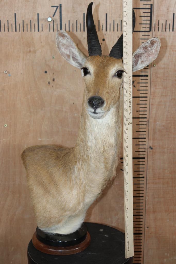 MOUNTAIN REEDBUCK Table Pedestal Mount - 6