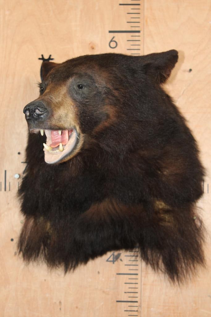 BLACK BEAR Shoulder Mount - 2