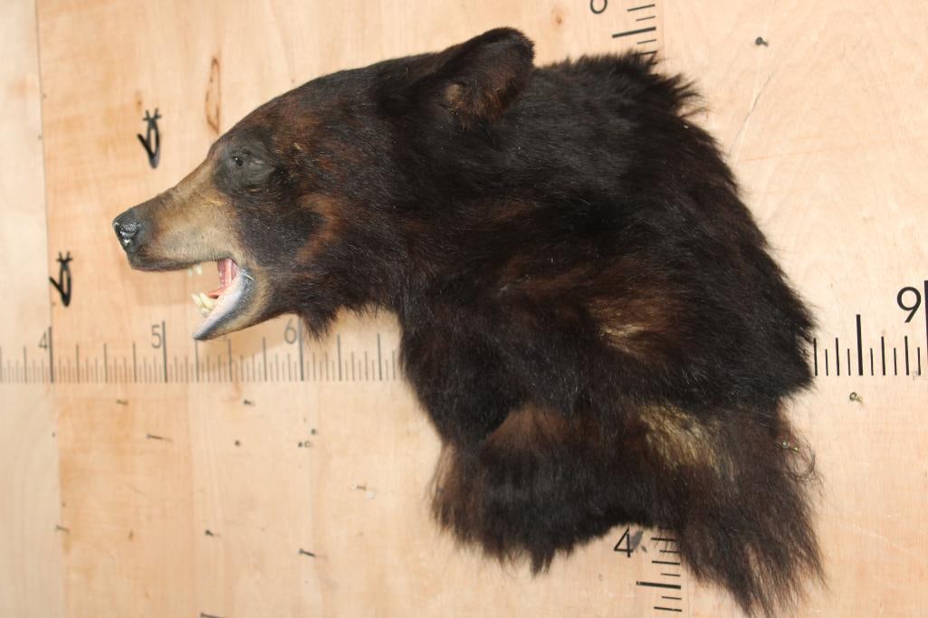 BLACK BEAR Shoulder Mount - 3