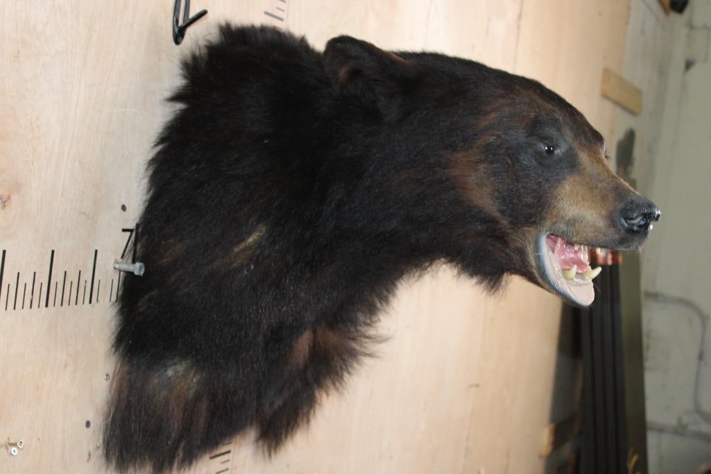 BLACK BEAR Shoulder Mount - 4