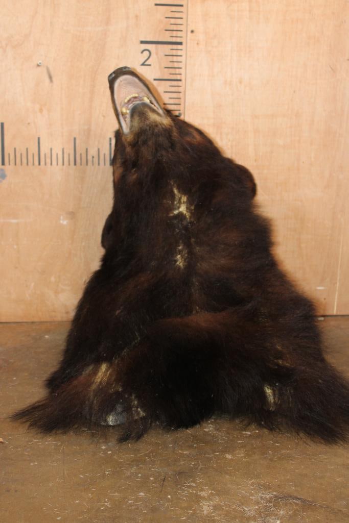 BLACK BEAR Shoulder Mount - 5