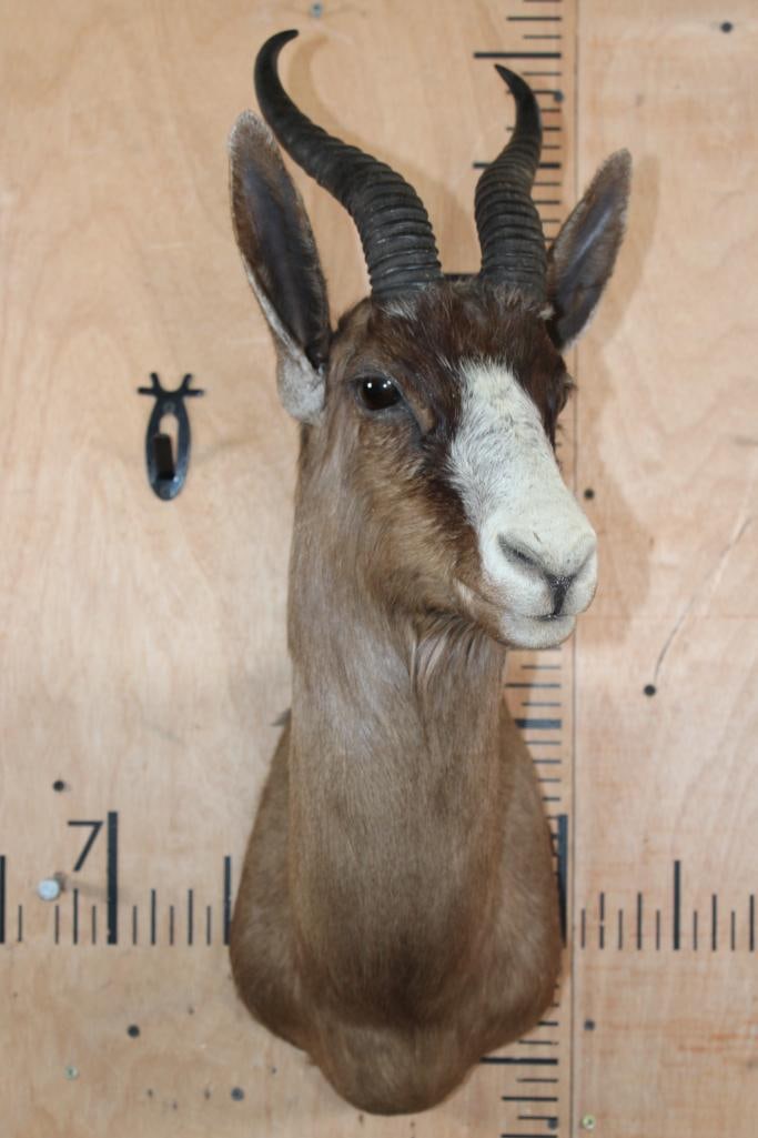 Chocolate SPRINGBOK Shoulder Mount - 2