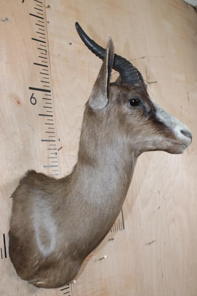 Chocolate SPRINGBOK Shoulder Mount - 3