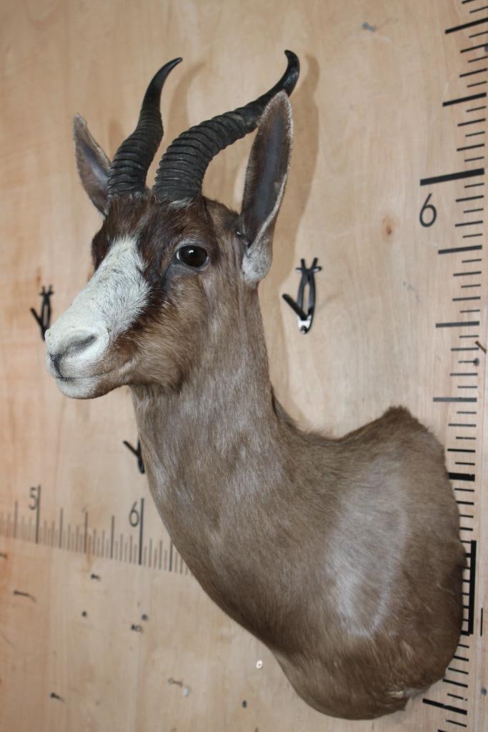 Chocolate SPRINGBOK Shoulder Mount - 4