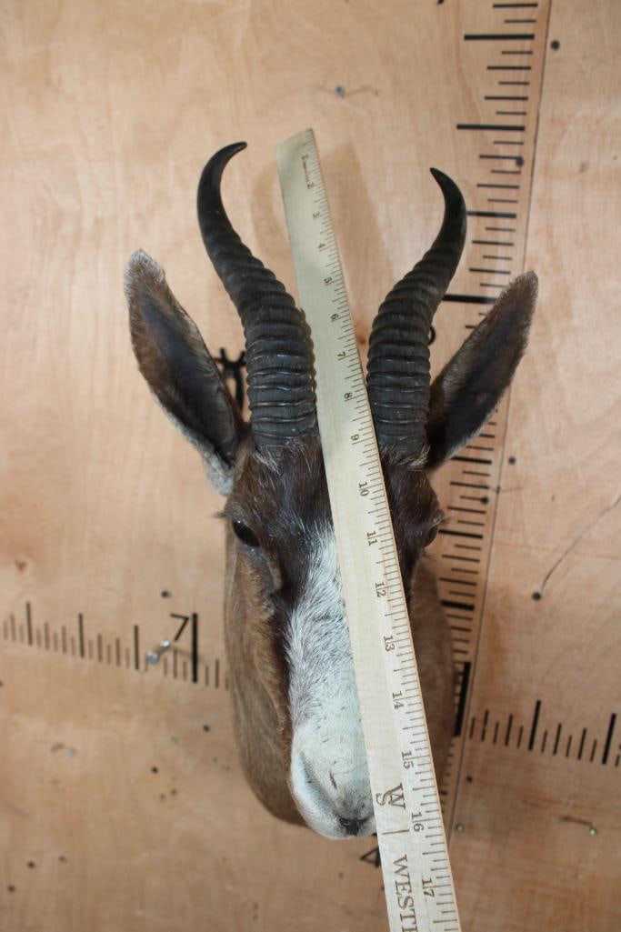 Chocolate SPRINGBOK Shoulder Mount - 5