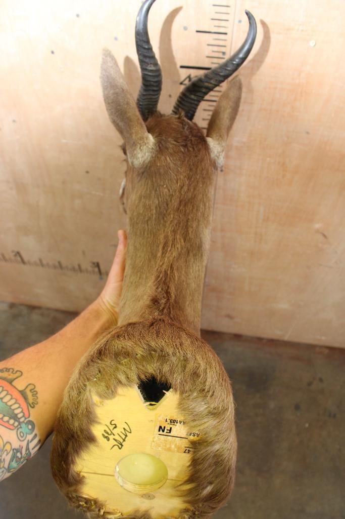 Chocolate SPRINGBOK Shoulder Mount - 6
