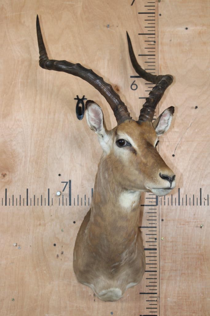 IMPALA Shoulder Mount - 2