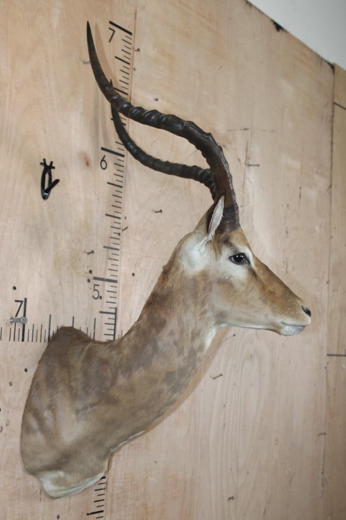 IMPALA Shoulder Mount - 3