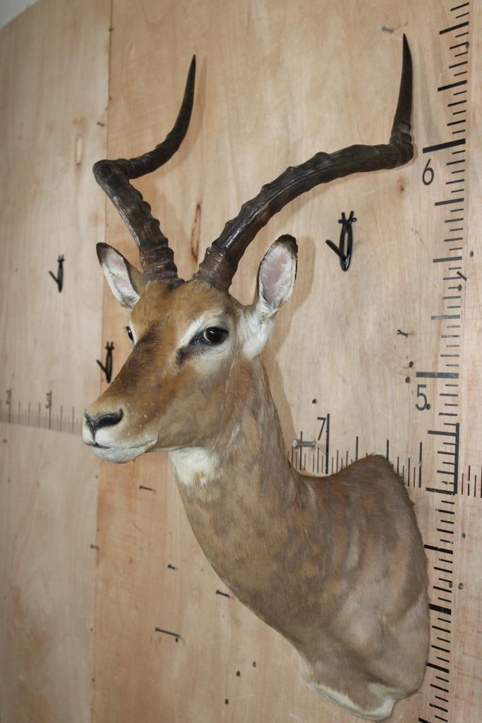 IMPALA Shoulder Mount - 4
