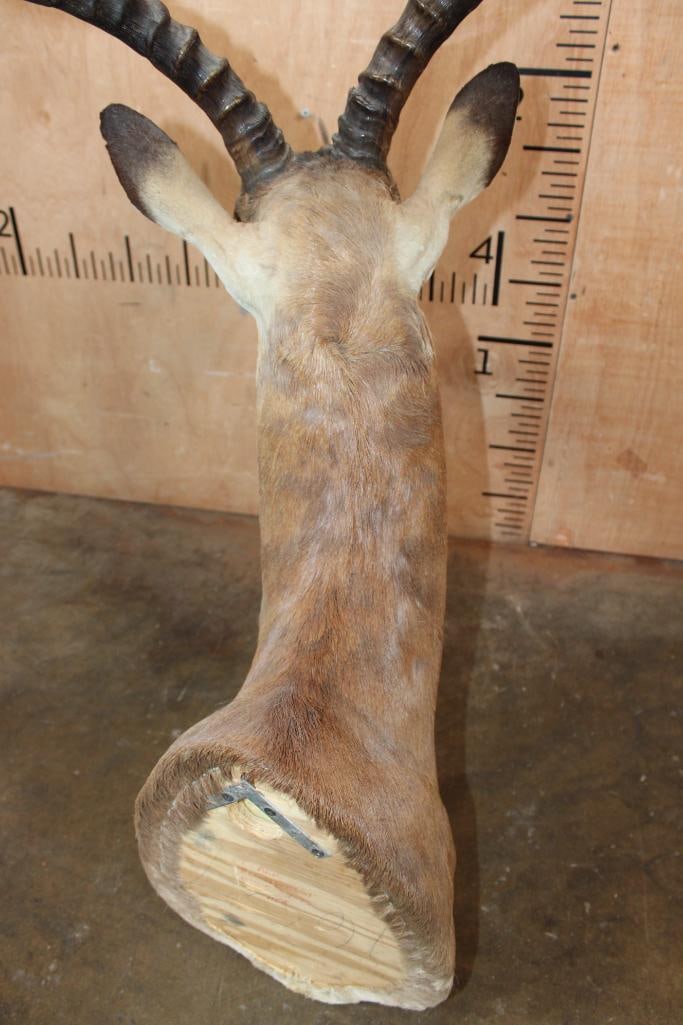 IMPALA Shoulder Mount - 5