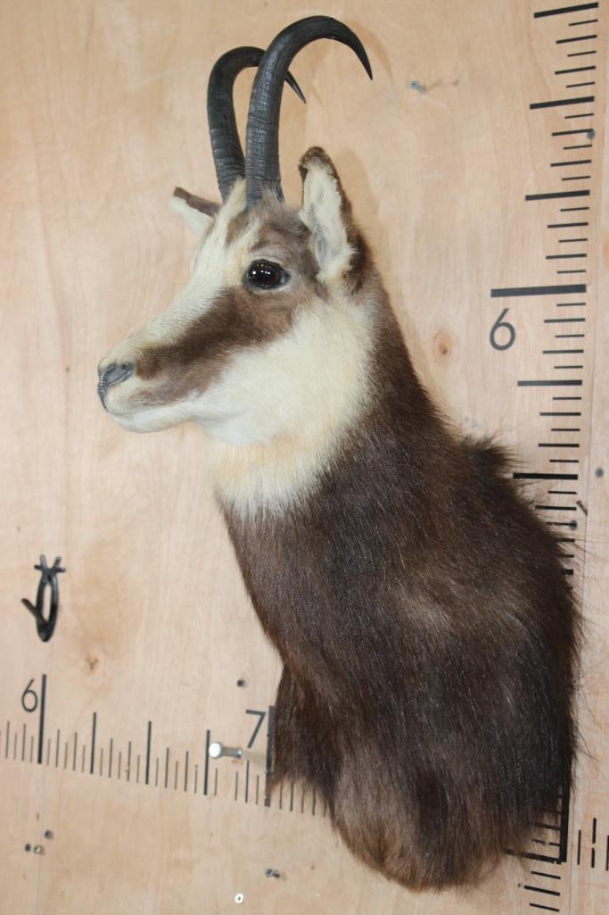 CHAMOIS Shoulder Mount - 3