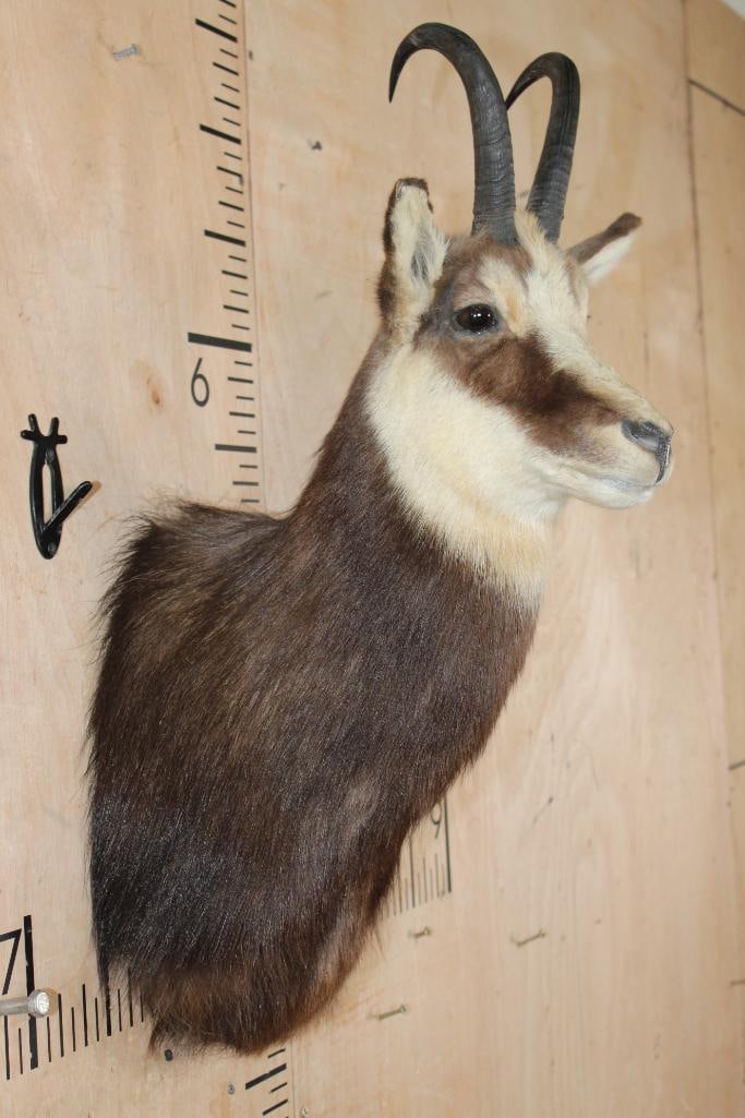 CHAMOIS Shoulder Mount - 4